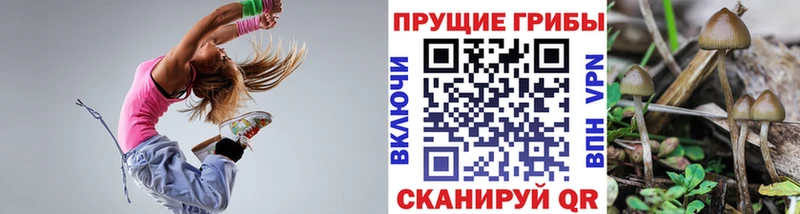 как найти   Никольск  Галлюциногенные грибы Psilocybine cubensis 